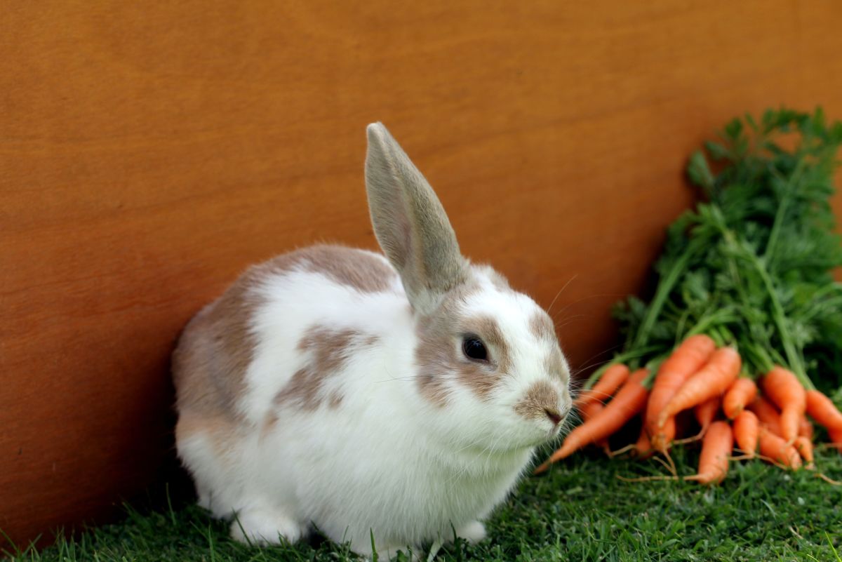 150+ Cute and Funny Bunny Rabbit Names