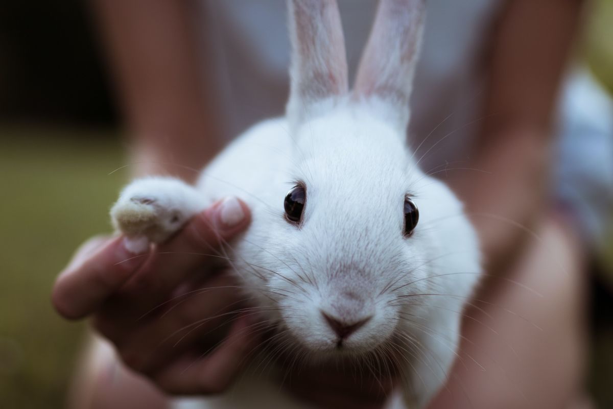 cute pet rabbits