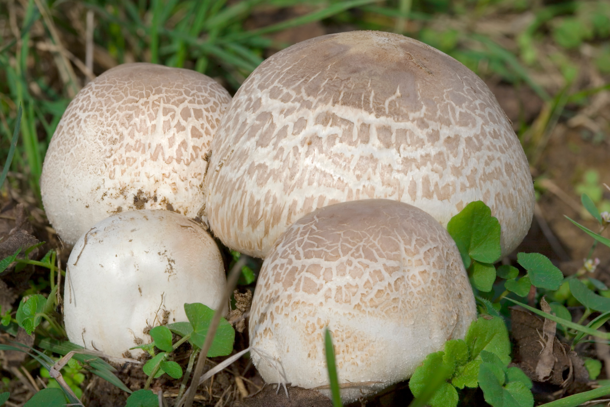 Benefits of Mushroom Compost to Flowers, Vegetables, Trees, and Shrubs