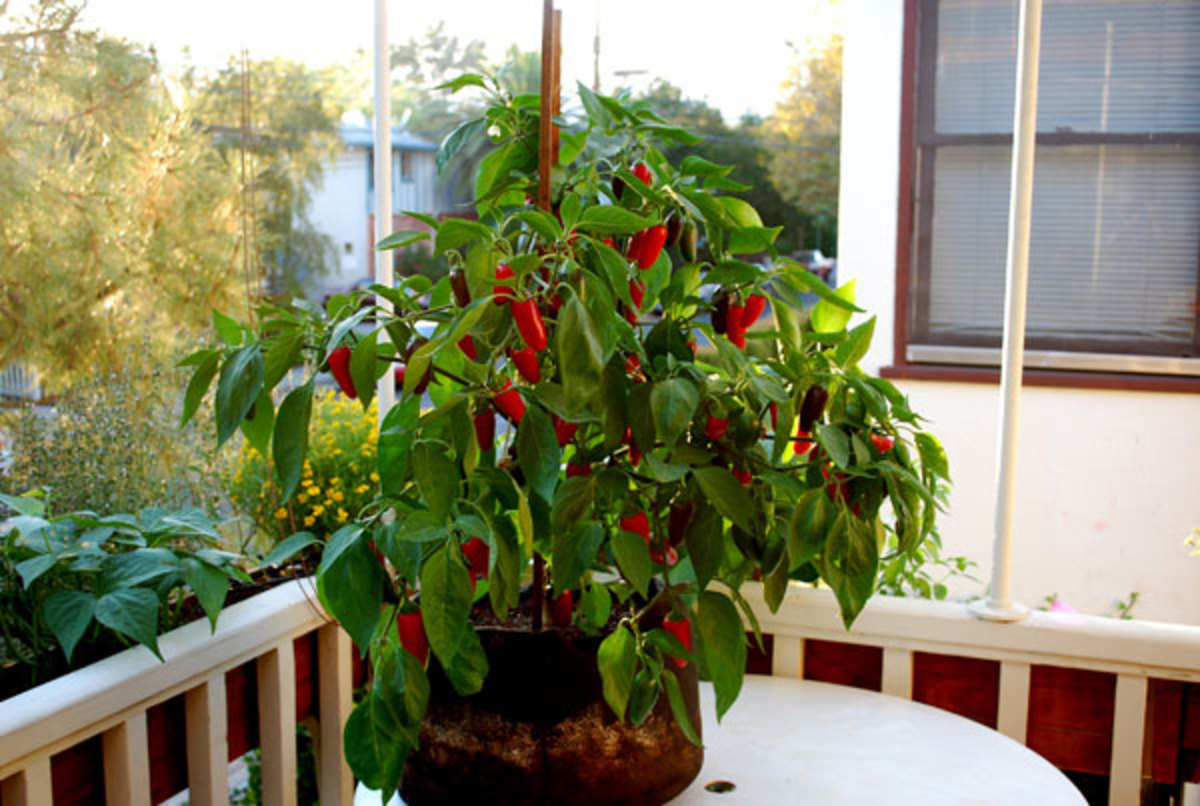 How to Grow Jalapeño Peppers Dengarden