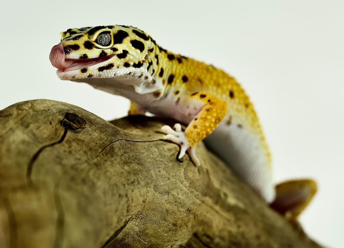Leopard Geckos: Setting up a Natural Enclosure Like Their Native Habitat