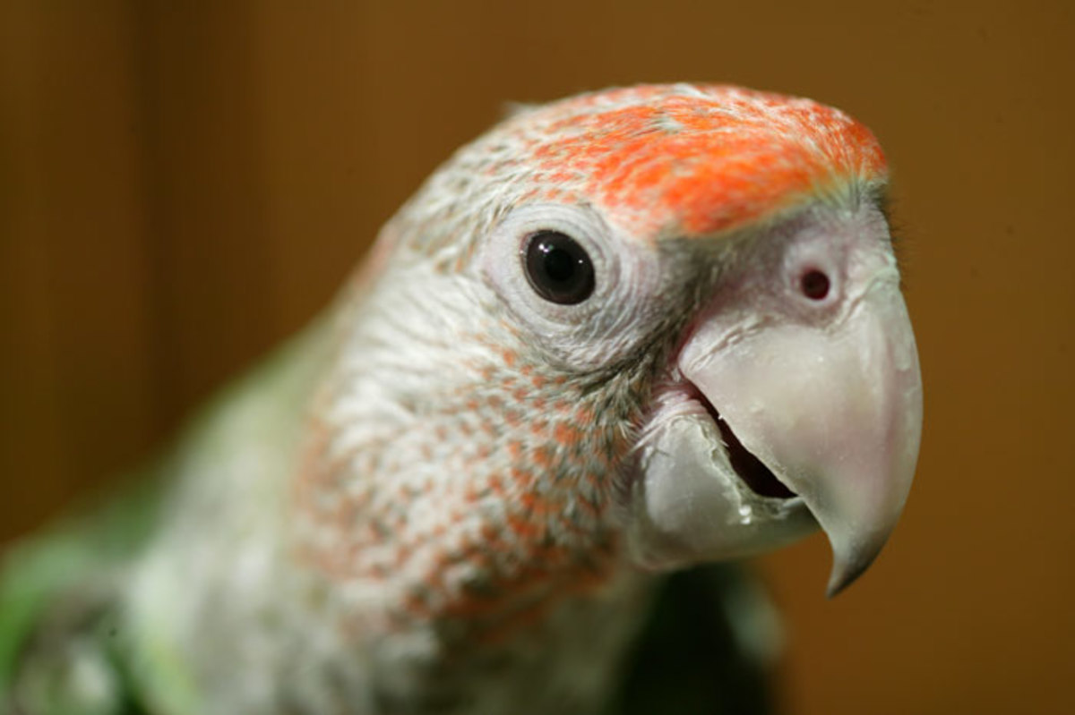Colorful Oscar the Parrot Lives in Movies