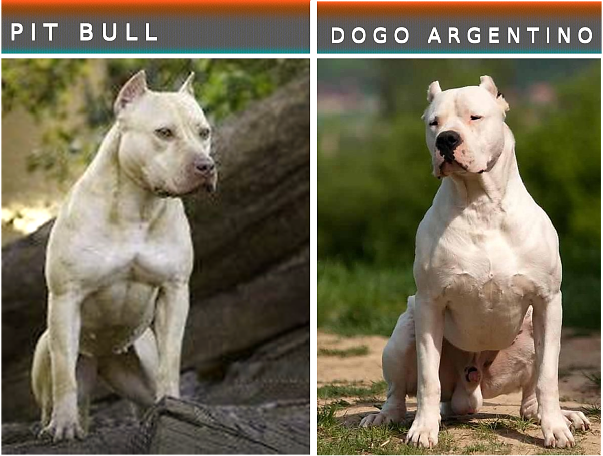 dogo argentino pitbull mix puppies