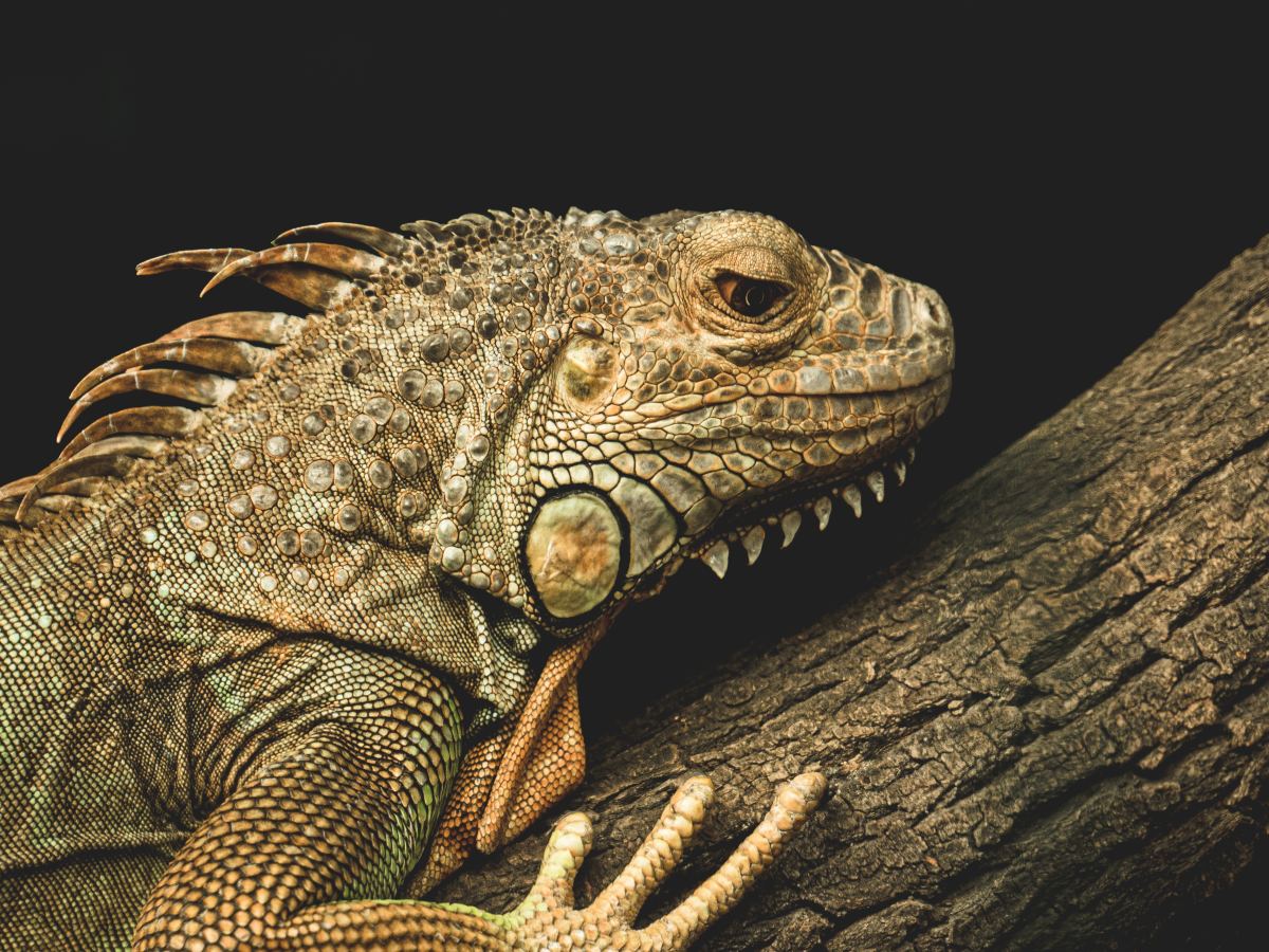 What Is an Impaction in Reptiles?