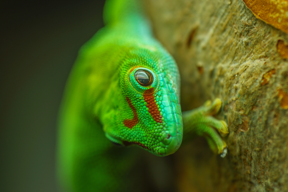 What Do Phelsuma Geckos Eat? Diet and Supplement Tips
