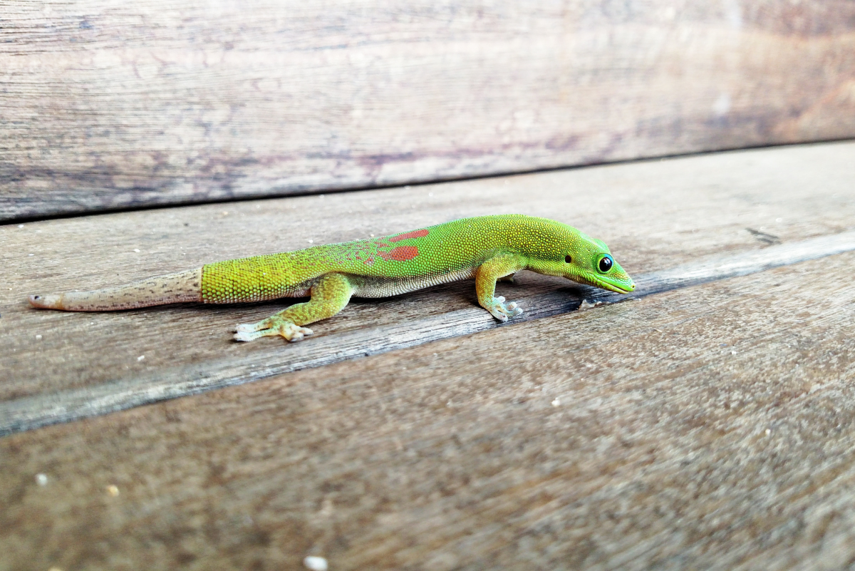 Why Day Geckos Make Excellent Reptile Pets