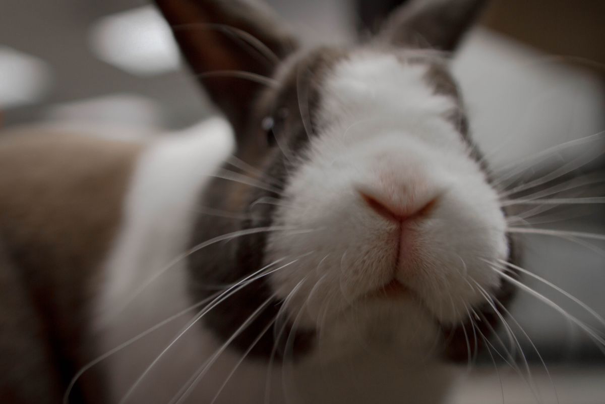 Why Do Bunnies' Noses Twitch?