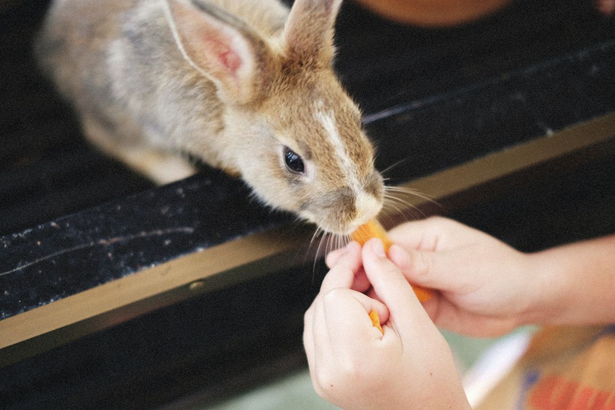 Bunny Care and Feeding: Can Rabbits Eat Chicken?