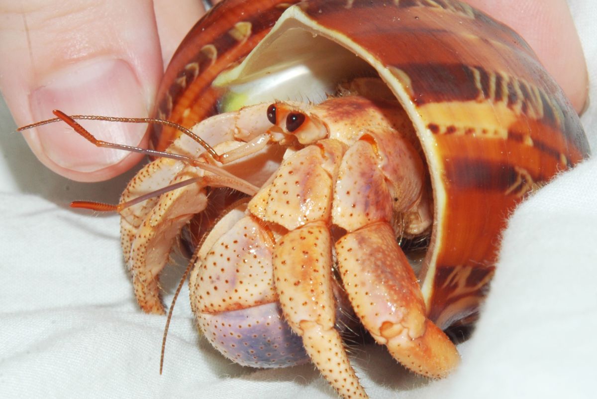 hermit crab molting stages
