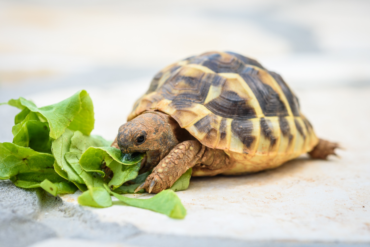 Best Beginner Pet Turtles and Tortoises