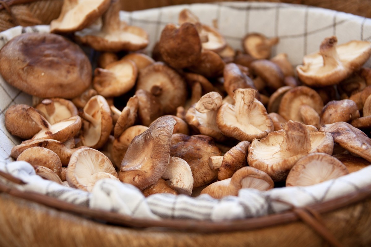 How to Understand and Cook With Mushrooms (With Recipes)