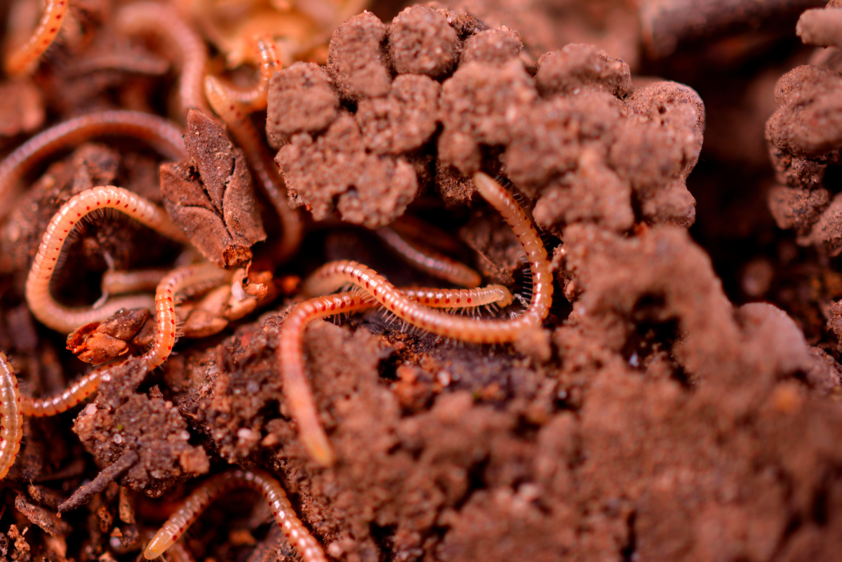 How to Care for Pet Worms: Advice for Kids on Keeping Earthworms
