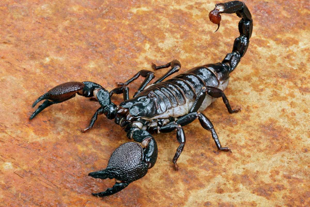 What Should I Feed My Pet Scorpion?