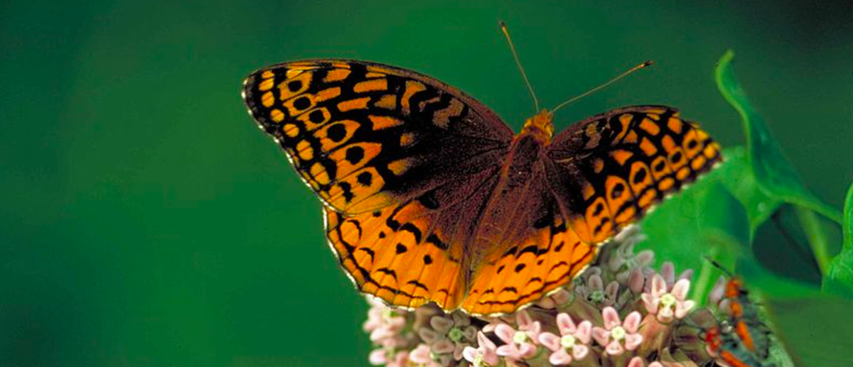 Orange Butterfly Identification Guide (With Photos)