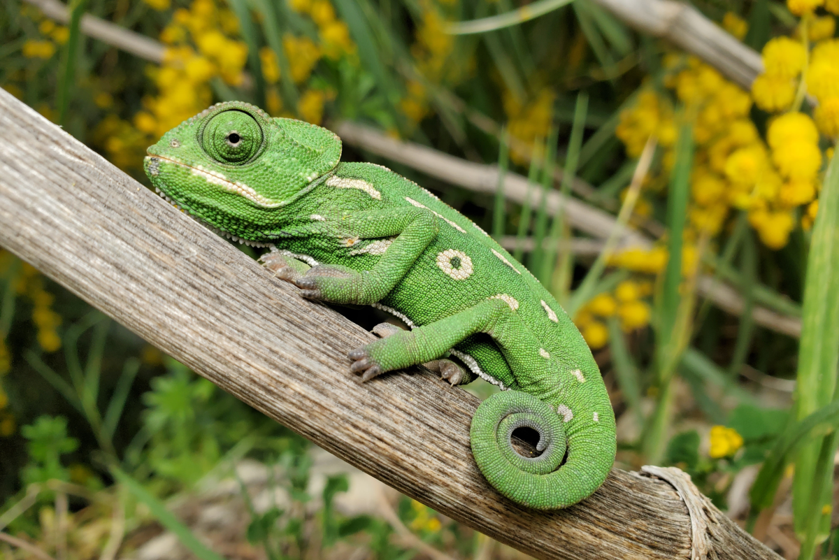 What to Consider if You Want to Start a Reptile Rescue or Sanctuary