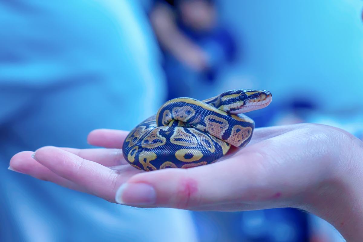 Pet Snakes That You Don’t Need to Feed Rodents