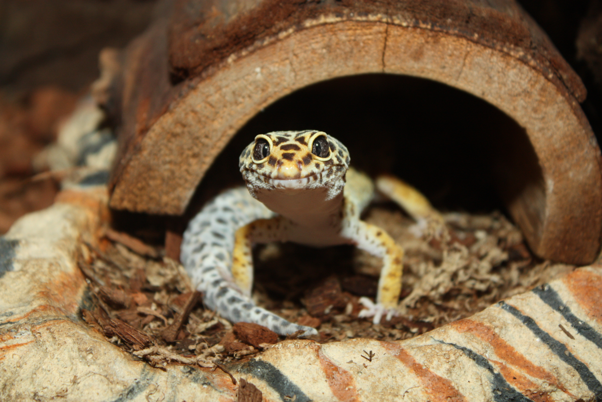 How to Care for Your Pet Leopard Gecko