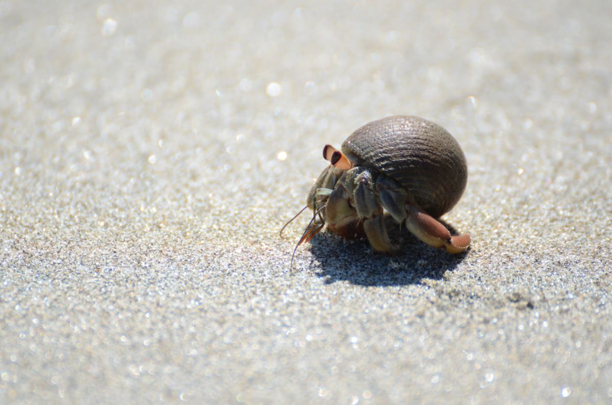 Hermit Crab Care: Facts and Myths