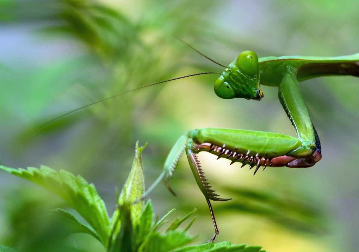 How to Care for a Pet Praying Mantis