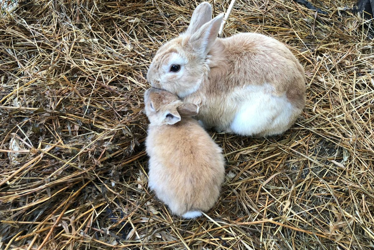 Do Rabbits Need Straw or Hay? Bunny Bedding vs. Feeding