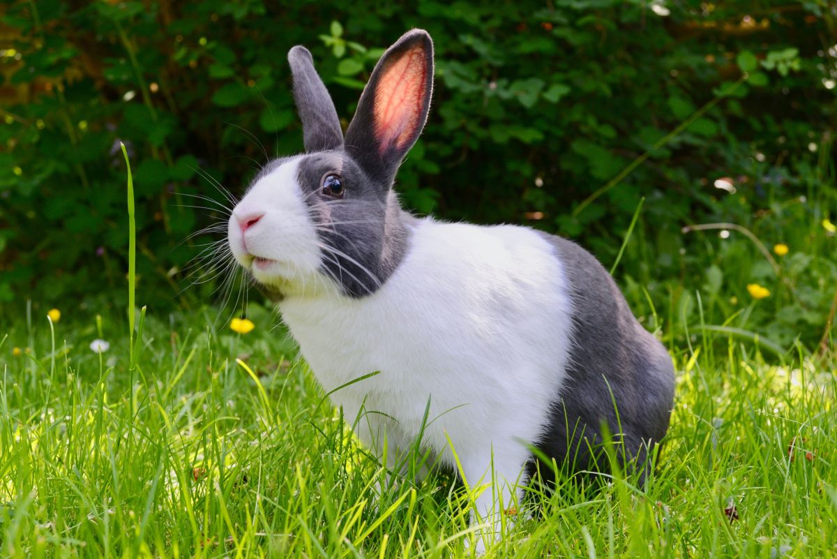 Rabbit Names: How to Pick a Name for Your Bunny