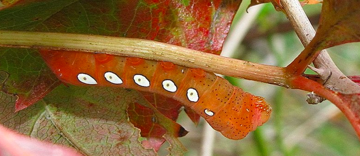 Caterpillars With Spots: An Identification Guide to Spotted Caterpillars (With Photos)