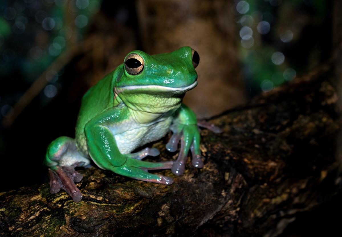 7 Best Pet Frogs for Beginners
