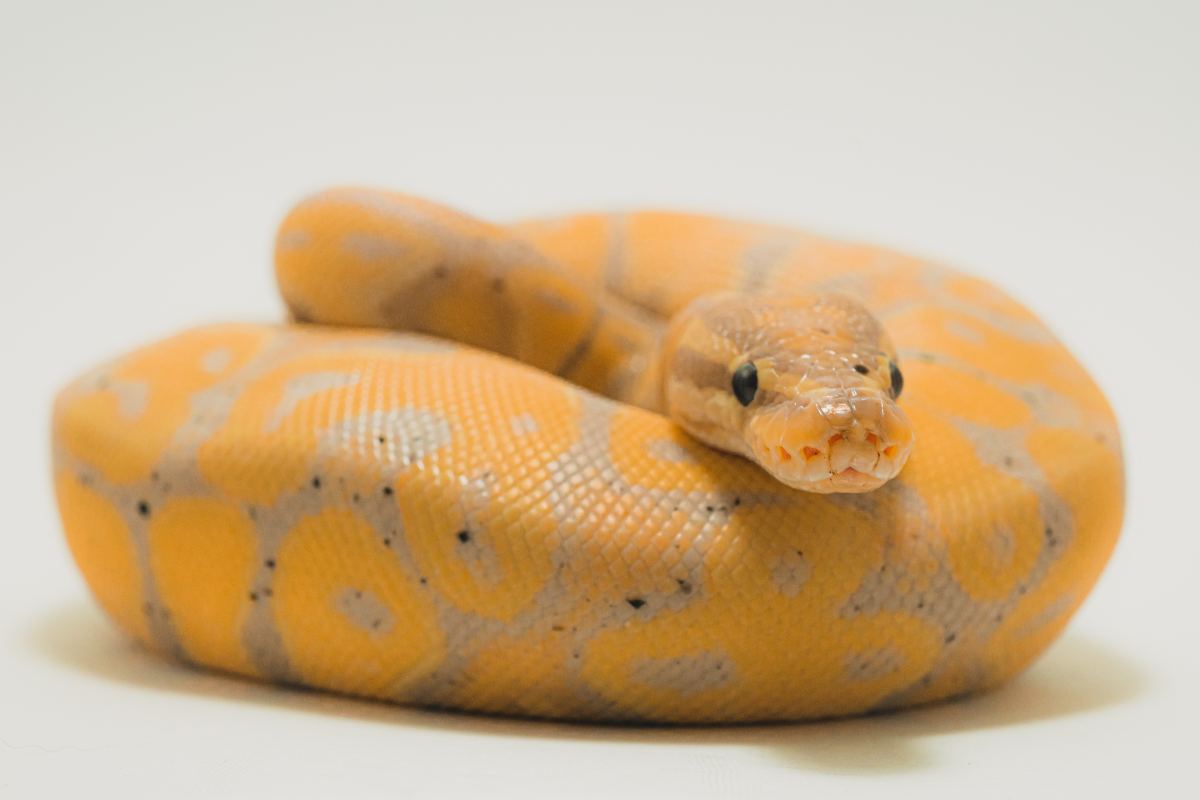 Best Pet Snake Species For Children Of Any Age 