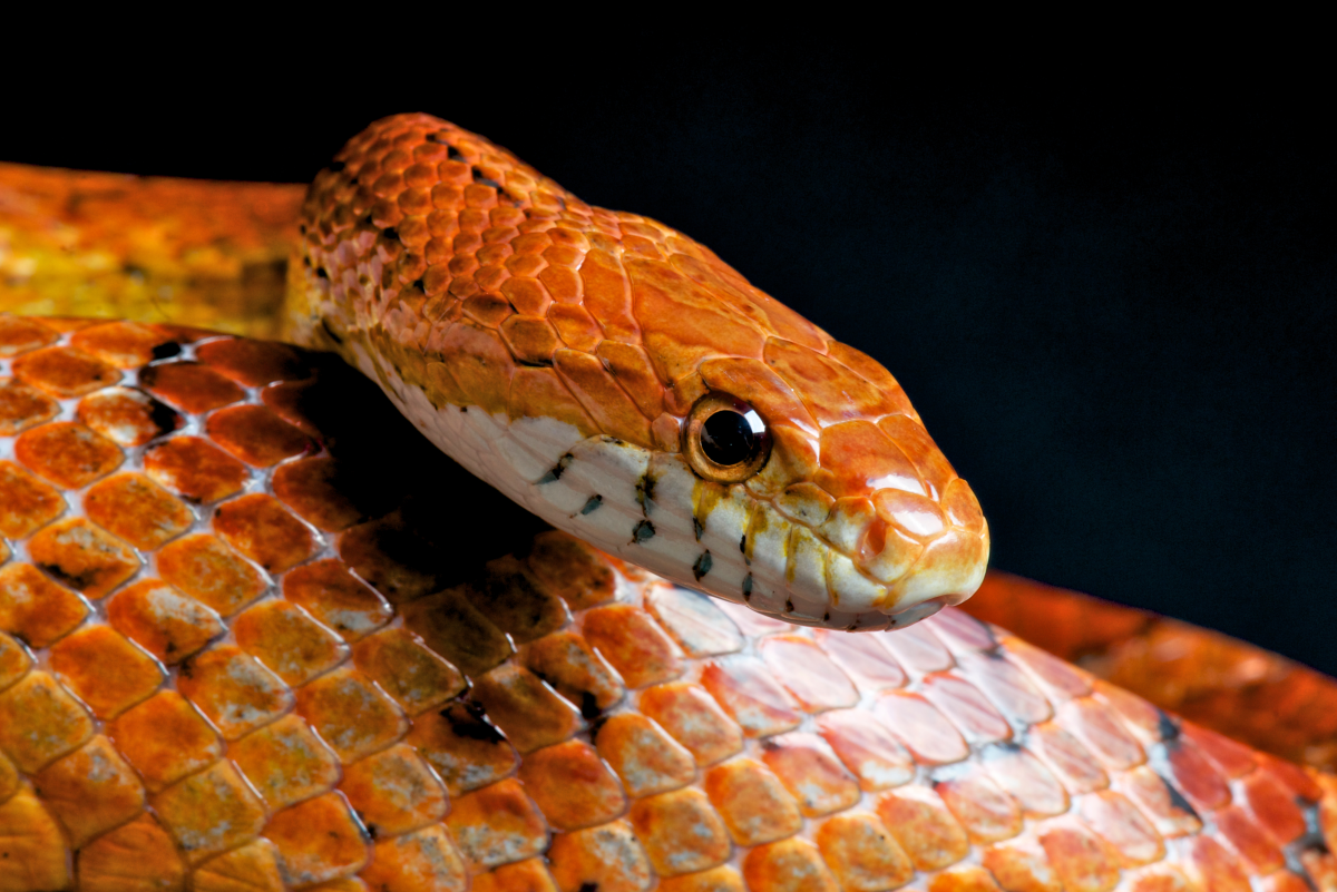 How to Care for Pet Corn Snakes: Tanks, Food, Shedding and More