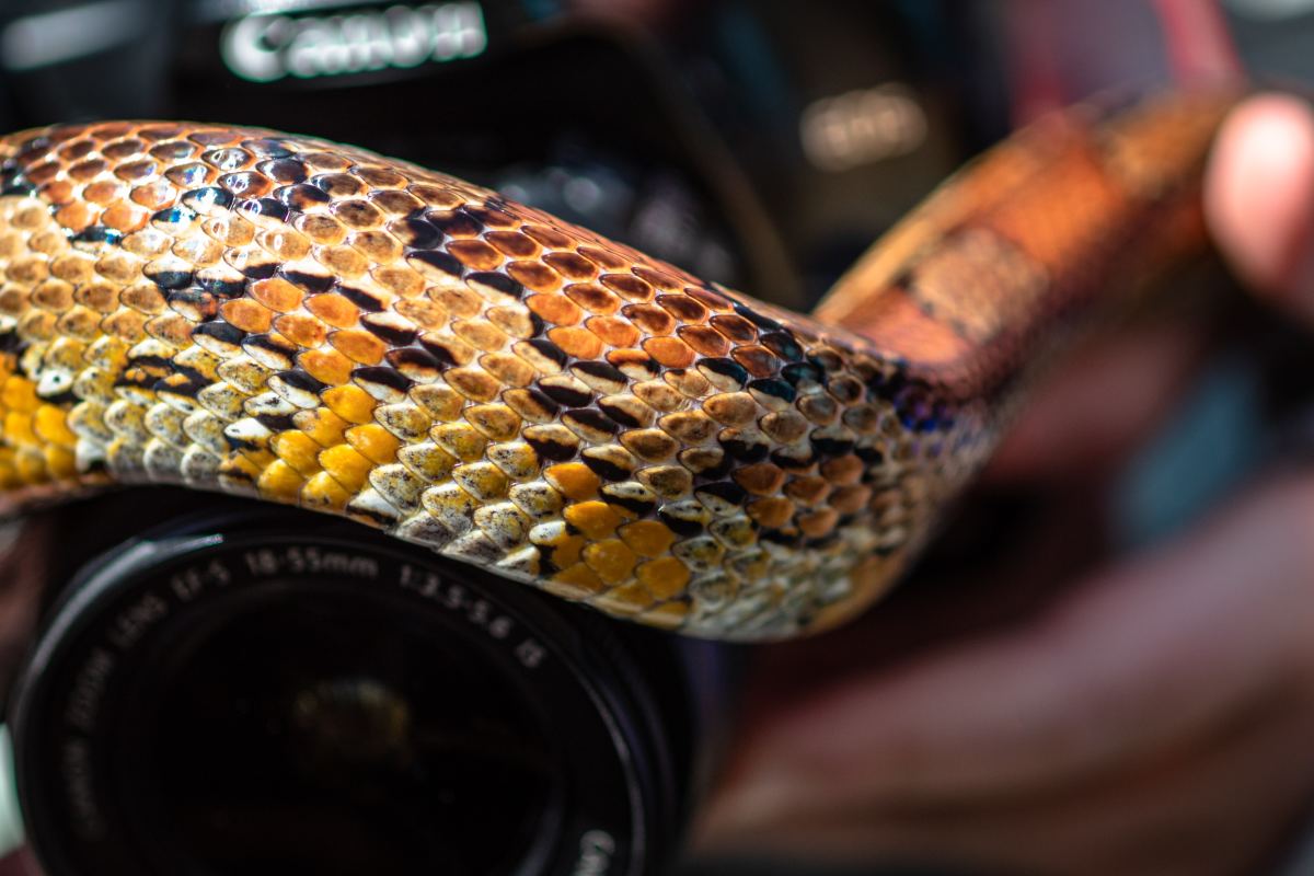 Best Beginner Snakes: Corn Snakes, Ball Pythons, and Red Boas