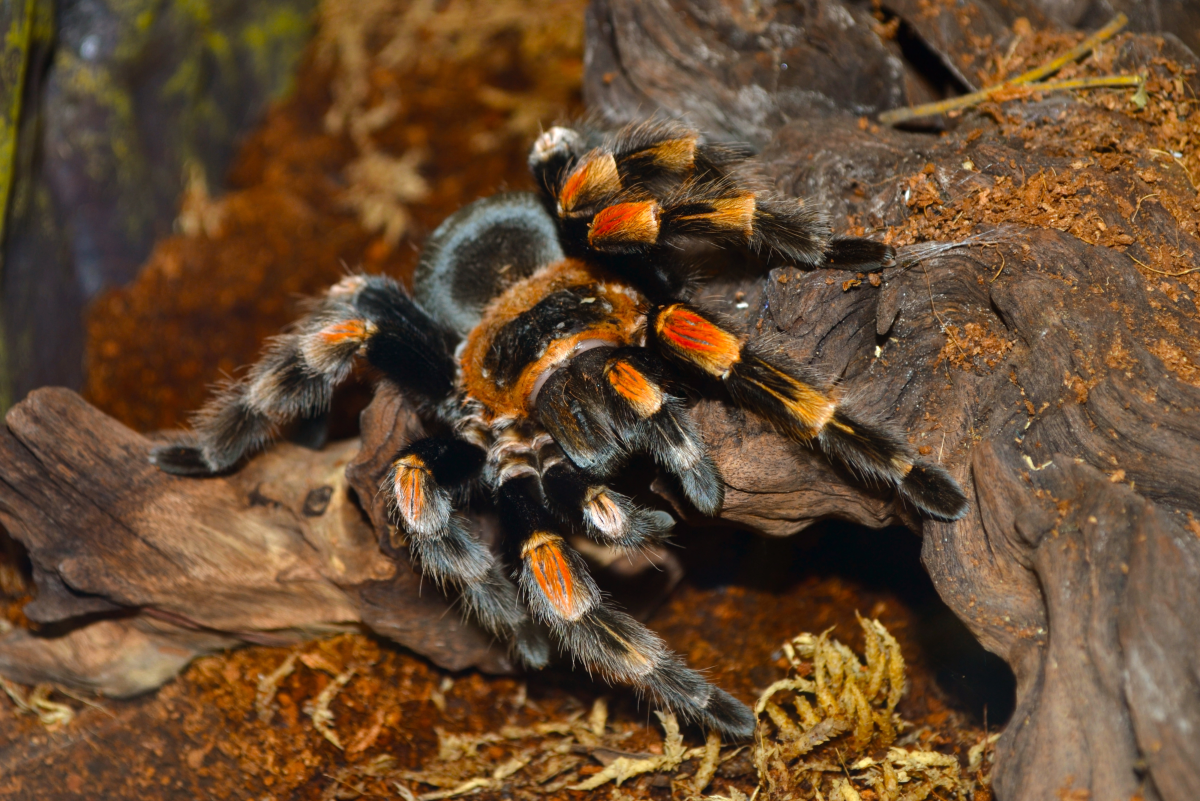 How to Make a Tarantula Enclosure: Spiderling, Juvenile, and Adult