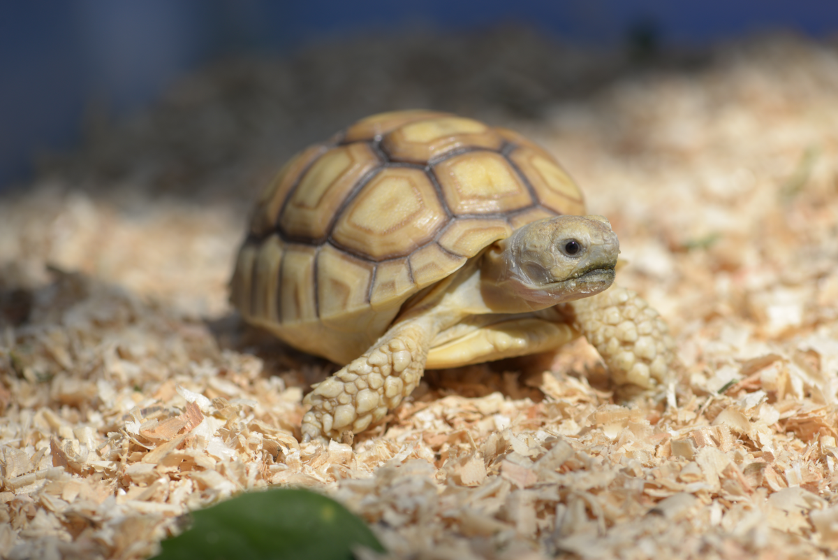 Common Health Problems With Russian Tortoises