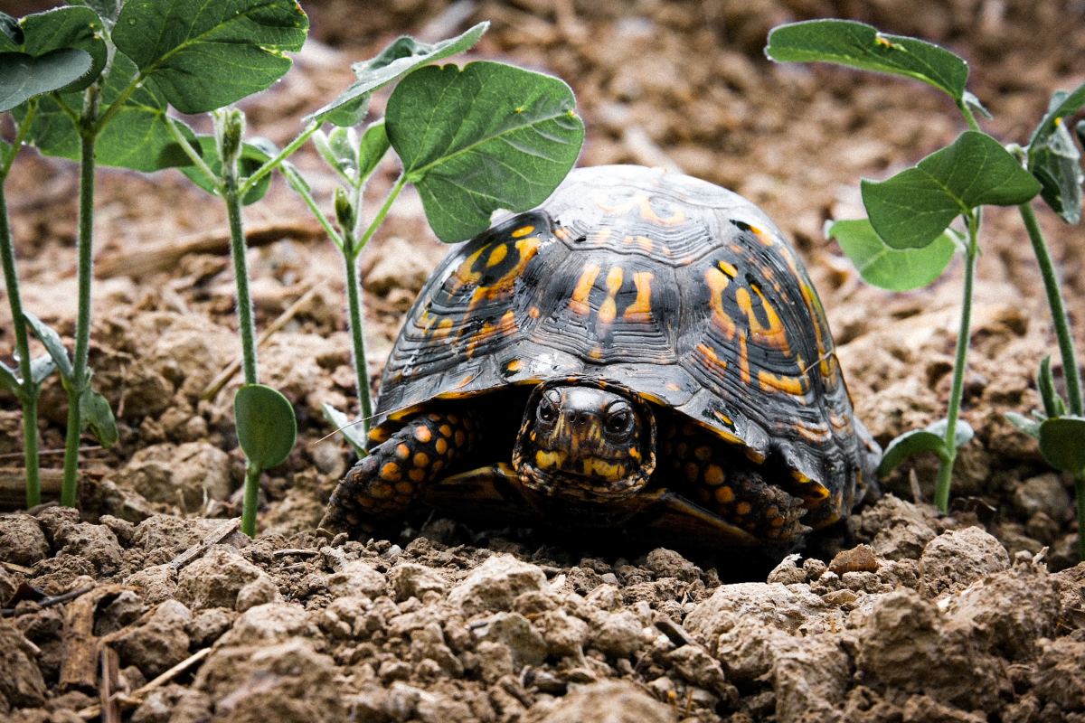 How to Properly House and Care for Pet Box Turtles
