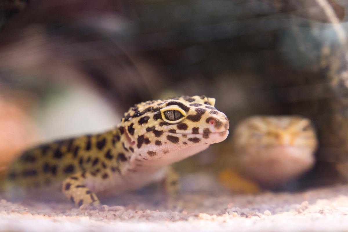 What to Do If a Leopard Gecko Drops Its Tail
