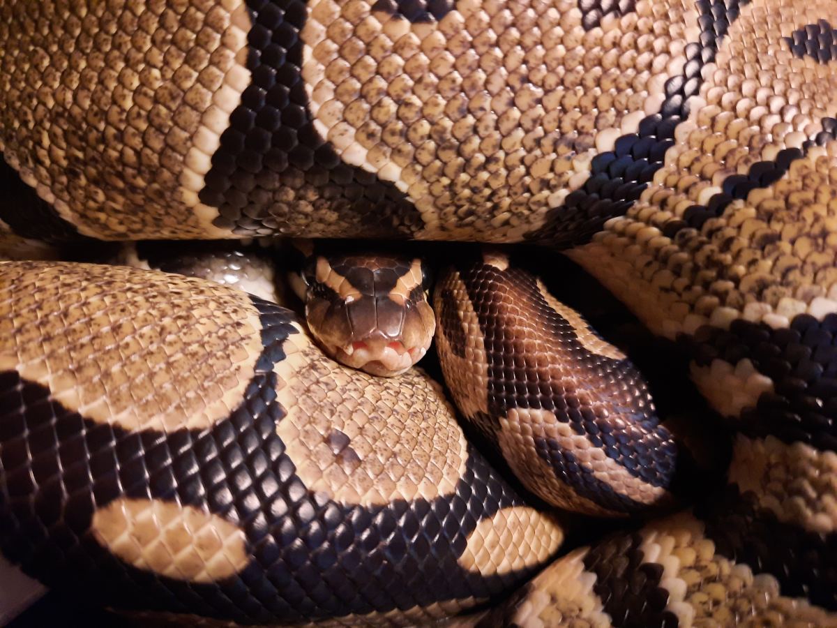 Common Health Problems in Pet Snakes