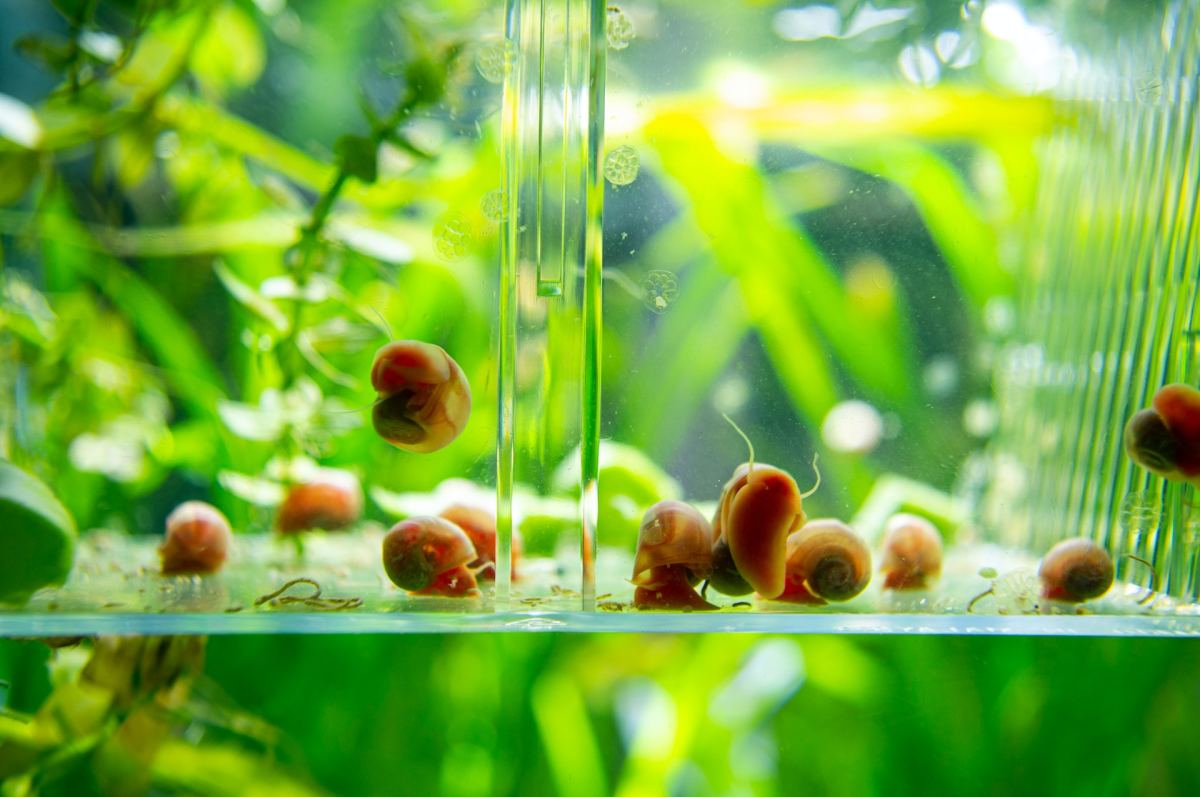 How to Get Rid of Snails in a Fish Tank