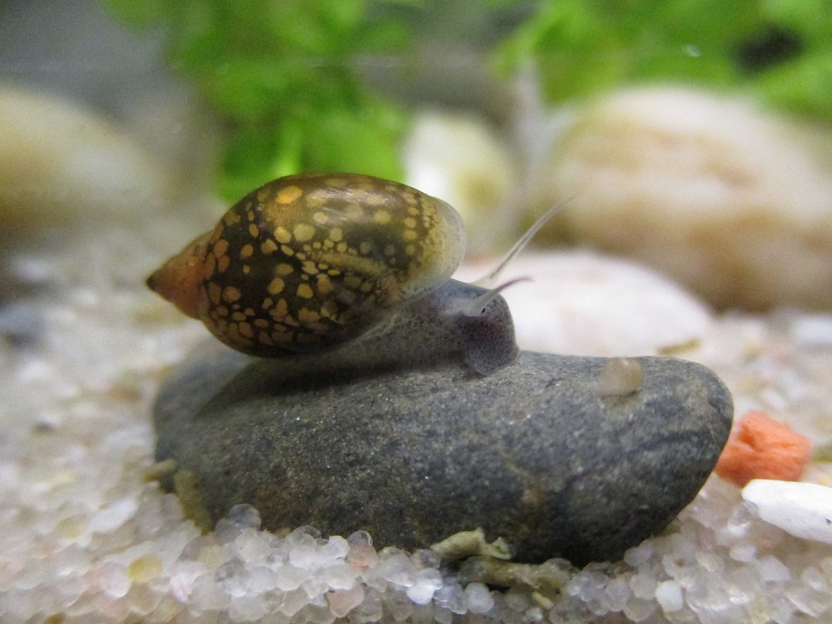 Ramshorn Snails (Red, Brown, Spotted) - Saturn Shrimp