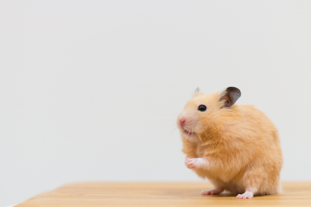 My Hamster Has a Lump: Signs of an Abscess