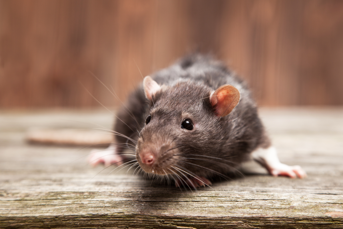 125+ Cute and Clever Names for Your Pet Rat