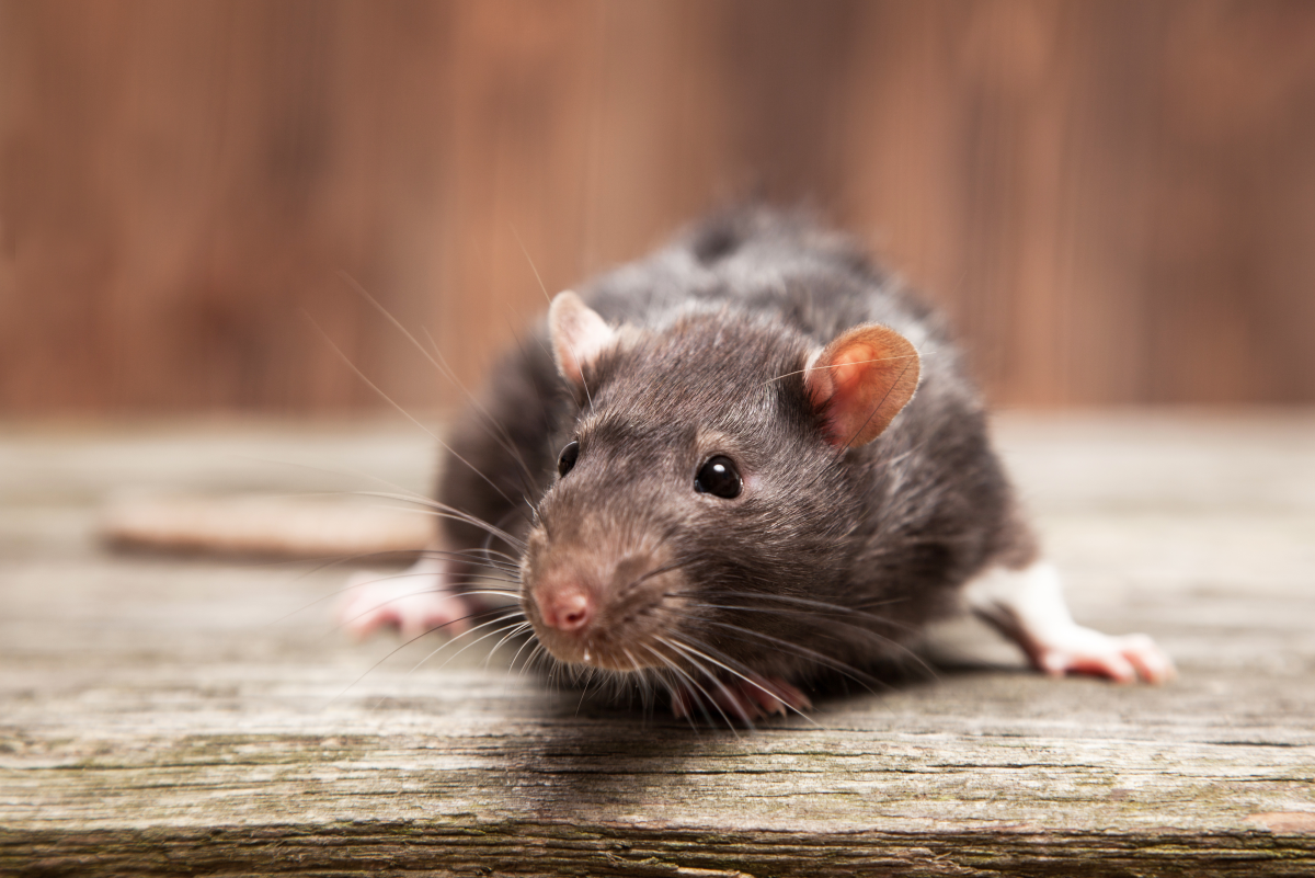 125 Cute And Clever Names For Your Pet Rat PetHelpful