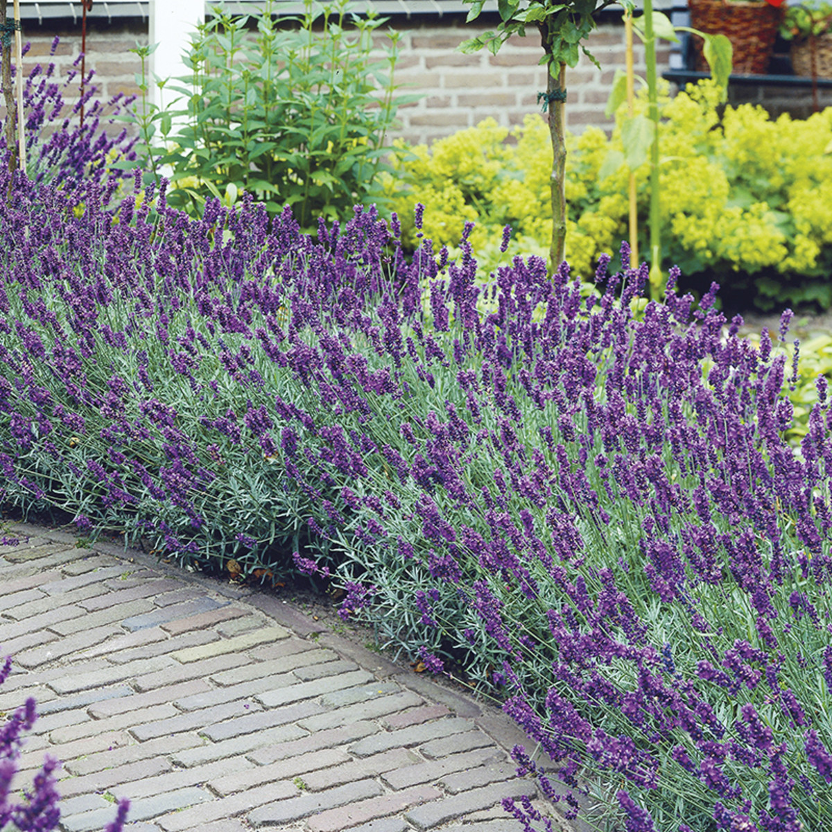 Plant a Lavender Bush to Attract Pollinators Like Butterflies and Bees
