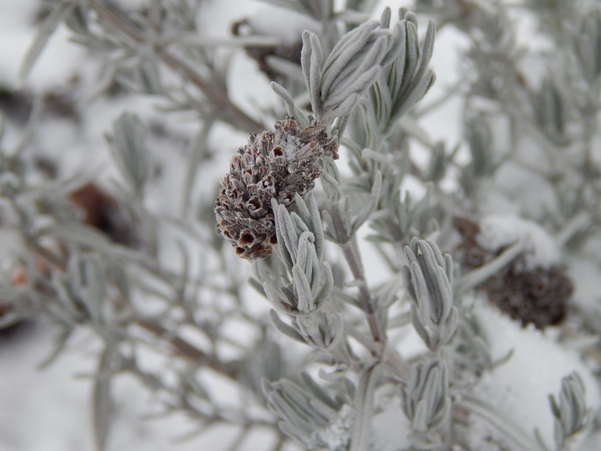 Plant a Lavender Bush to Attract Pollinators Like Butterflies and Bees
