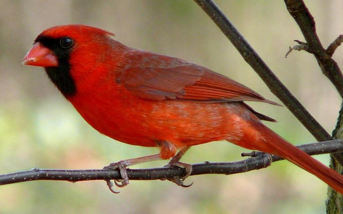 Spirit Visits From A Loved One - Cardinal Spirit Poem