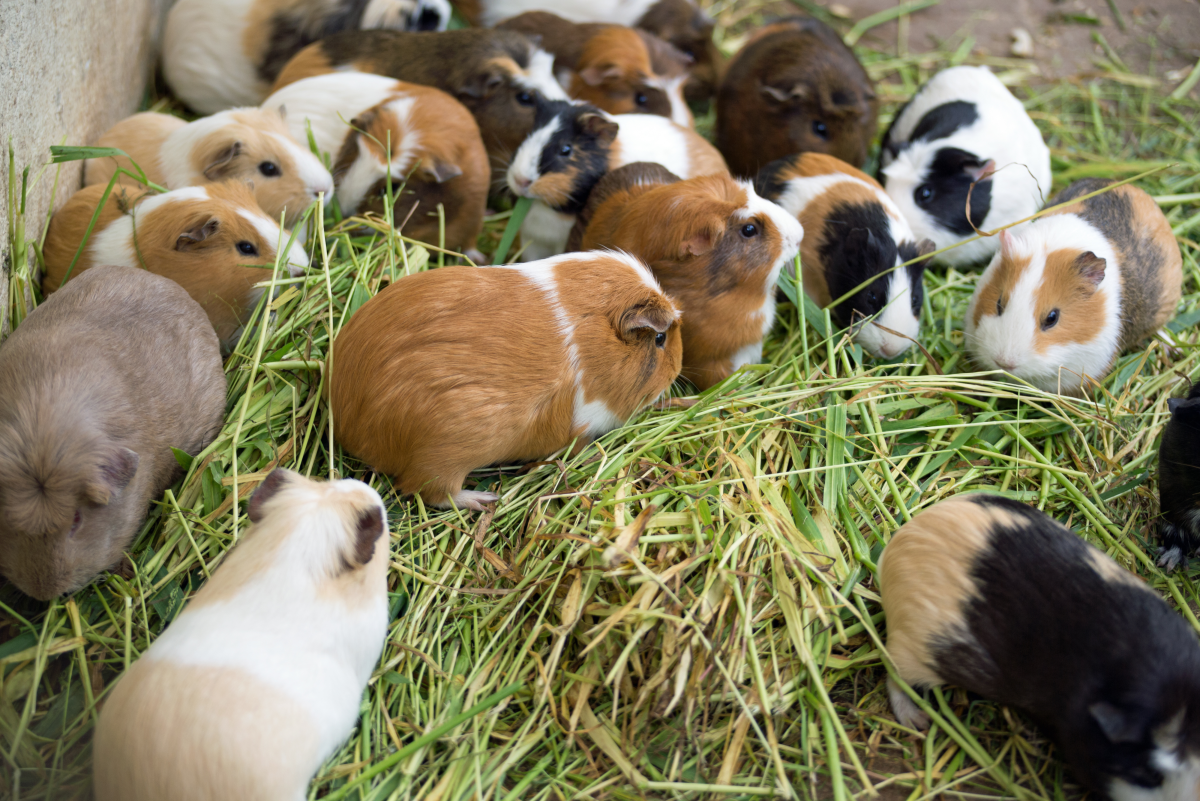 Why Do Guinea Pigs Eat Poo?