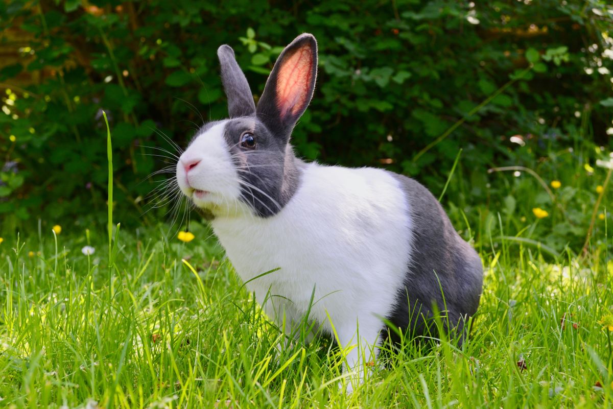 Common Causes of Sudden Death in Healthy Rabbits