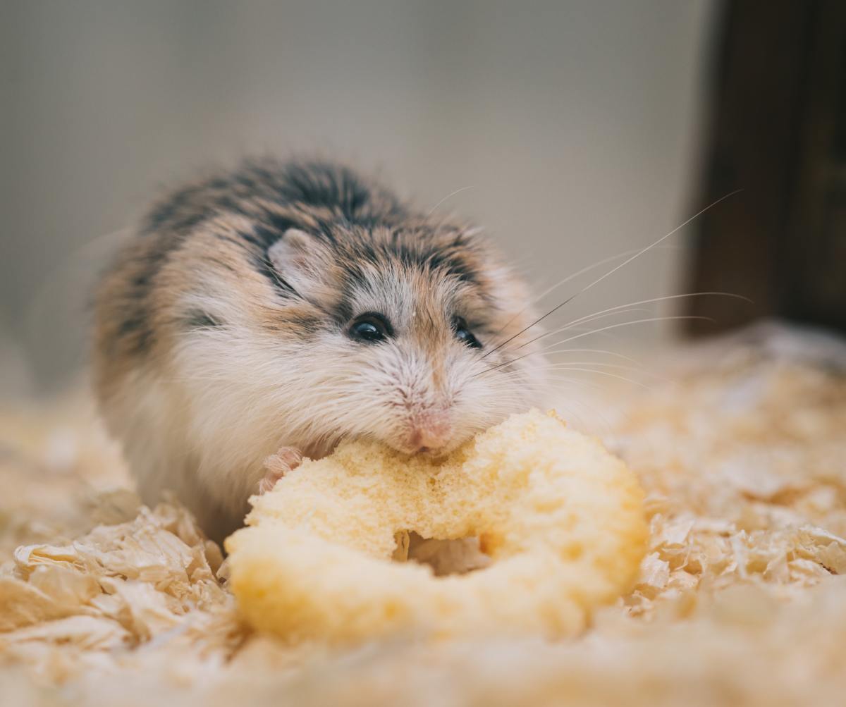 DIY Organic Hamster Food Recipe and Hamster Diet Tips
