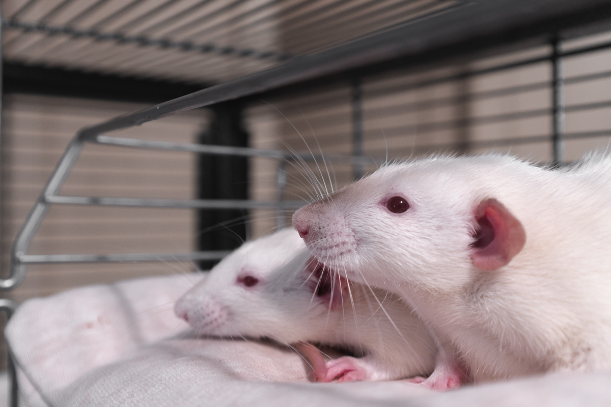 Why You Should Consider Getting Pet Rats