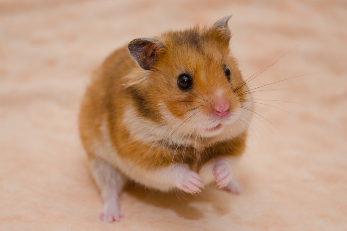 Signs of Allergies and Sickness in Hamsters