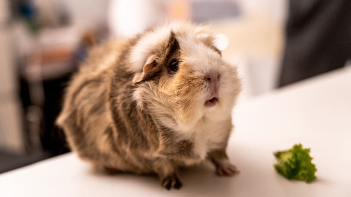 All About Abyssinian Guinea Pigs: Personality, History, and Care