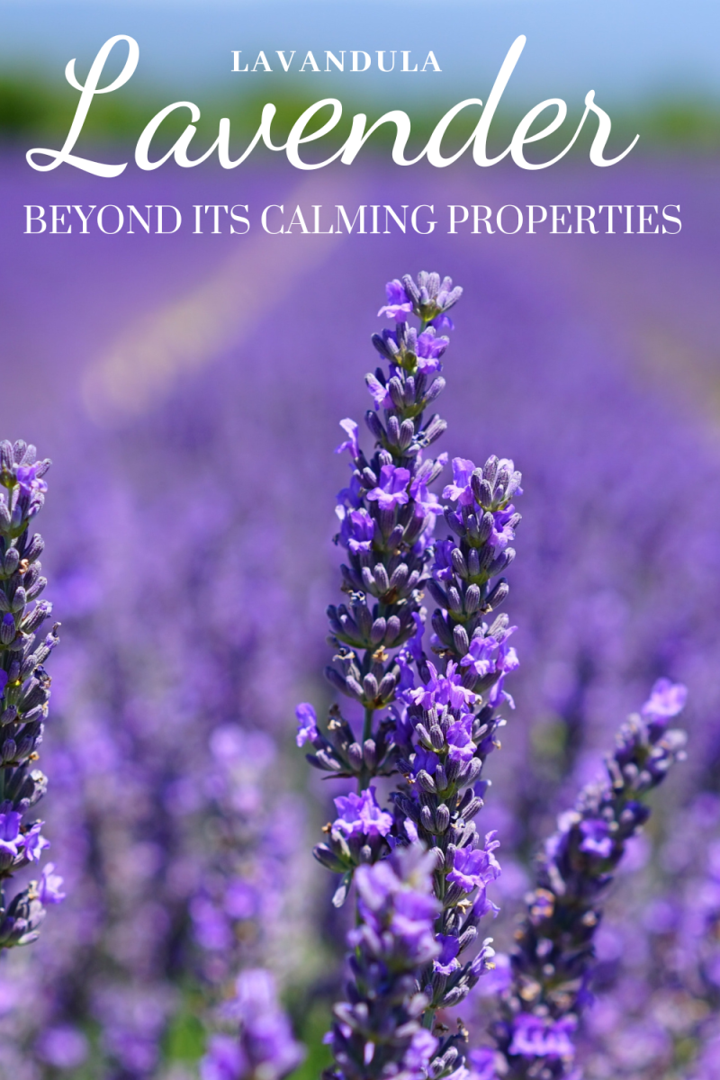 The Lavender Plant: Beyond Its Calming Properties